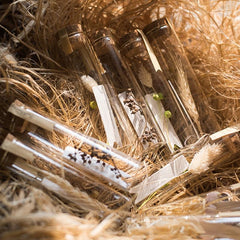 Pressed Garden — Dried Flowers in Glass Tubes, Set of 5
