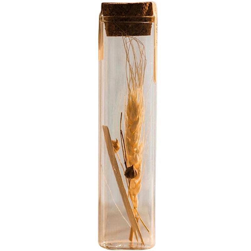 Pressed Garden — Dried Flowers in Glass Tubes, Set of 5