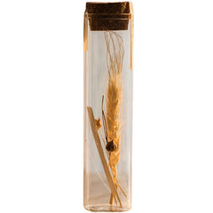 Pressed Garden — Dried Flowers in Glass Tubes, Set of 5