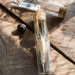 Pressed Garden — Dried Flowers in Glass Tubes, Set of 5